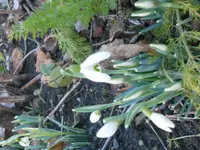 DSCN3511.webp