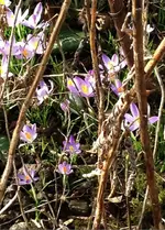 Frühlingsboten.webp