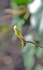 DSC_6471.webp