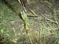 SAM_0720.webp