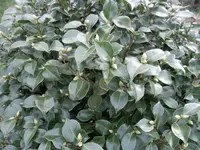 SAM_0727.webp