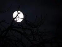 DSCN4499.webp