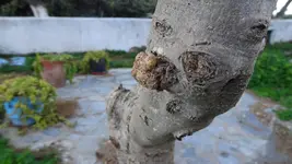 DSC02397.webp