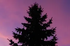 Morgenrot_4789a.webp