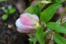 DSC_7498.webp