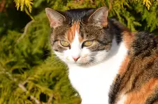 Mieze_0004.webp