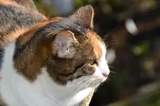 Mieze_0003.webp