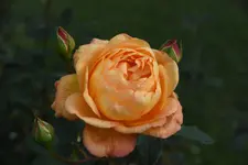 Lady of Shalott.webp