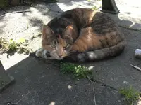 Ella.webp