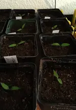 Chili paprika.webp