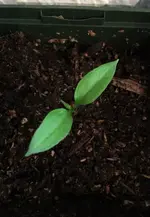 Paprika.webp