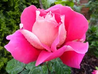 DSCF9215.webp