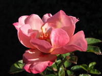 Alissar princess of phoenicia 28.09.15.webp