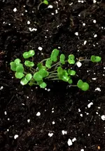 Duft Monarda.webp
