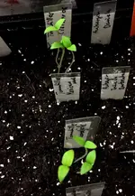 Tomatillos.webp