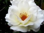 IMG_8458v.jpg