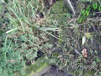 Frue (6).webp