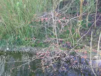 Frue (8).webp