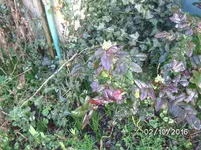 Frue (9).webp