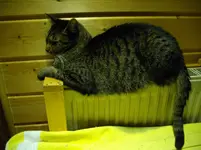 IMGP2451.webp