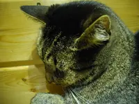 IMGP2454.webp