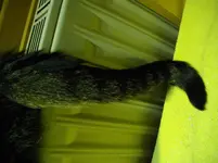 IMGP2455.webp