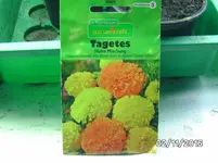 Tagethes groß.webp