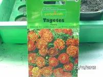 Tagethes klein.webp
