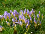 P1080471Crocus sieberi Fire fly.jpg