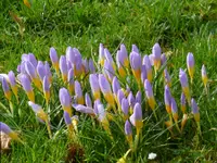 P1080471Crocus sieberi Fire fly.webp