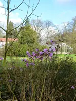 P1080481Dahurische Azalee.webp