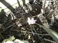 SAM_0731.webp