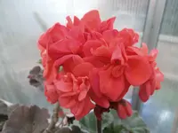 SAM_0734.webp