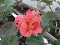 SAM_0735.webp