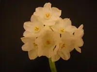 P1020148.webp