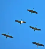 Kraniche kehren zurück_700.webp