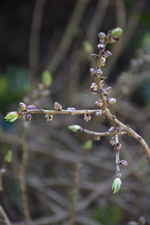 DSC_6516.webp