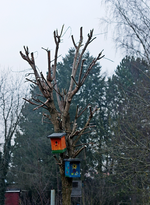 Goldrobinie nach Rückschnitt_13022016_700.webp