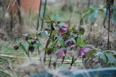 comp_DSC04631.webp