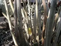 SAM_0738.webp