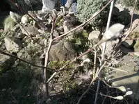 SAM_0740.webp