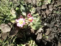 SAM_0741.webp