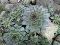 SAM_0743.webp