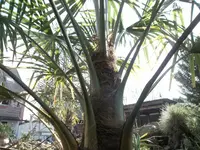 SAM_0747.webp