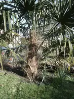 SAM_0748.webp
