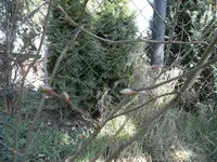 SAM_0753.webp