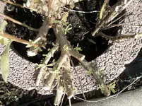SAM_0756.webp