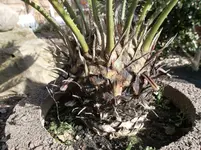 SAM_0757.webp