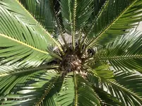 SAM_0758.webp