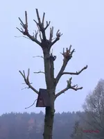 G_Esche_Vogelhaus__03.11.2015_mr.ditschy.webp
